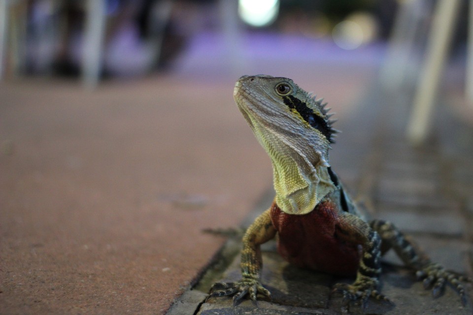 Being a lizard in Brisbane